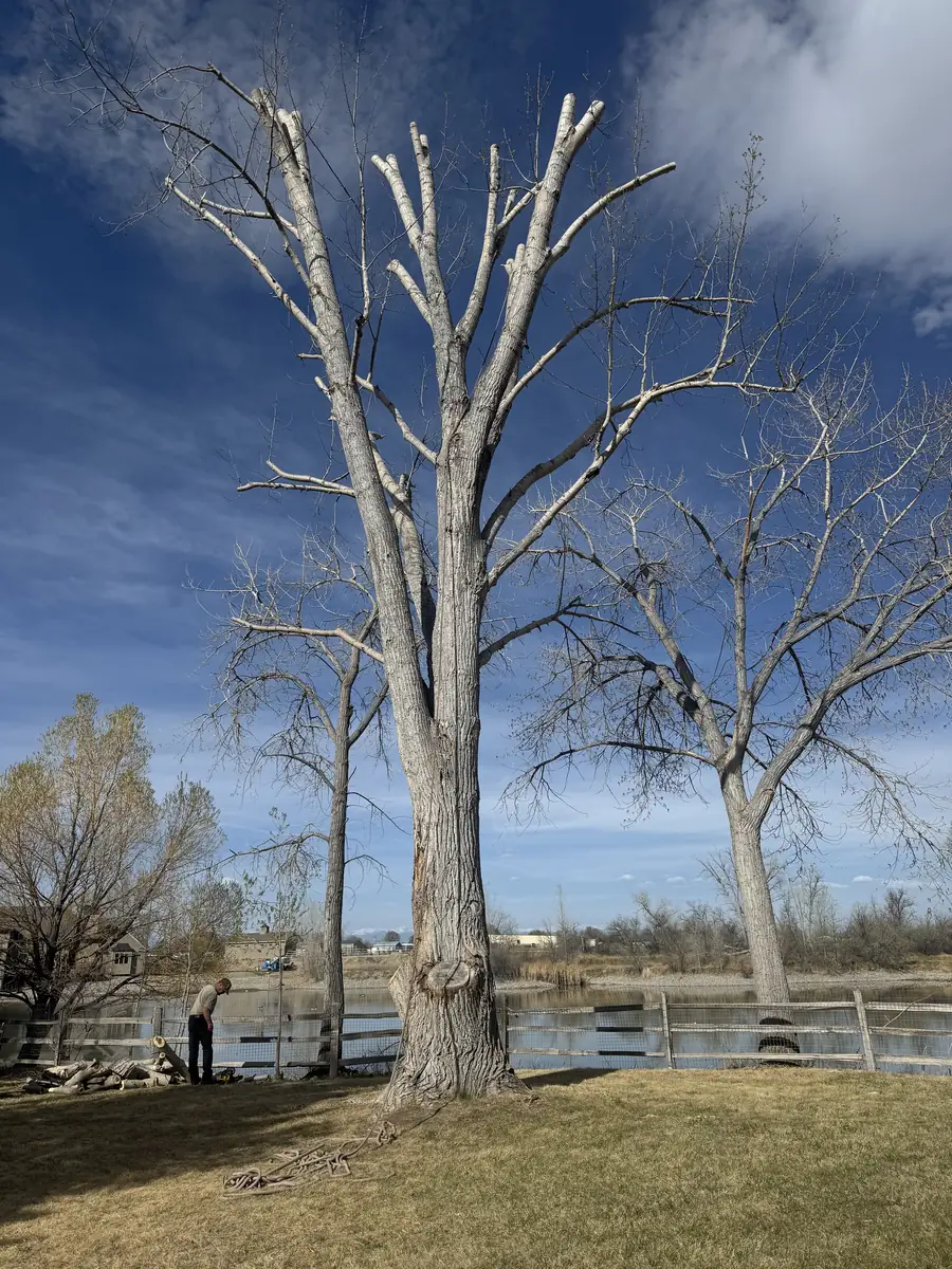 Large cottonwood mid-removal by The Unlimited Favor — crown sectioned down safely near a Utah pond