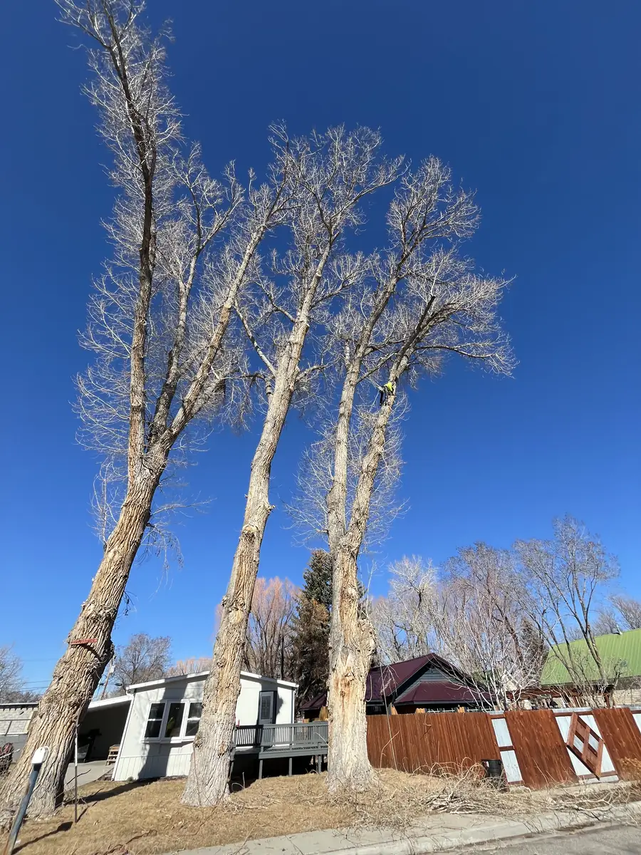 Climber topping one of three large cottonwoods above a Salt Lake Valley home — The Unlimited Favor tree removal