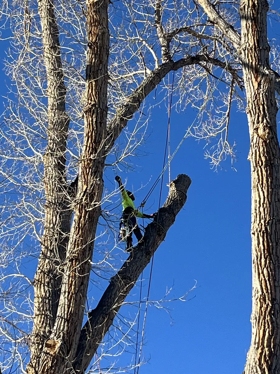 Arborist from The Unlimited Favor roped high in a cottonwood during a tree removal in Salt Lake City