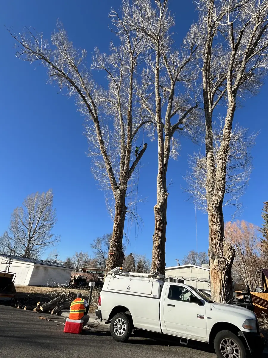 The Unlimited Favor crew and work truck removing three towering cottonwoods at a Salt Lake City home