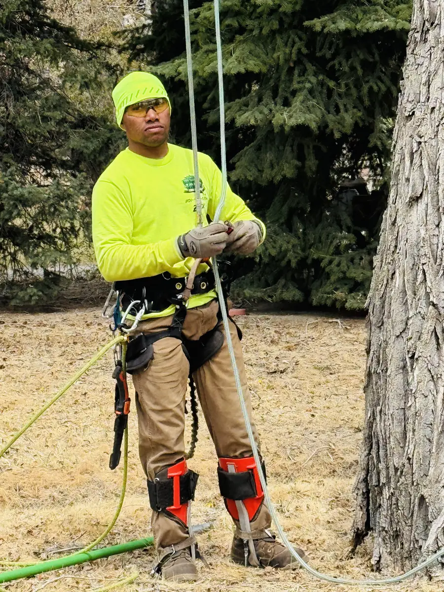 The Unlimited Favor arborist in company hi-vis gear rigging climbing ropes at the base of a mature tree
