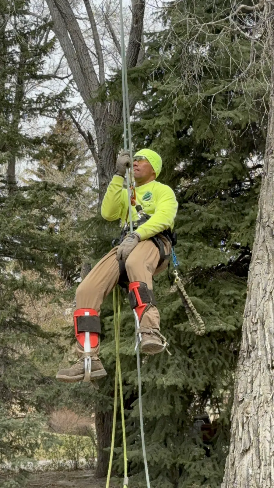 Zack, owner of The Unlimited Favor, roped into a tree on a job in Salt Lake City