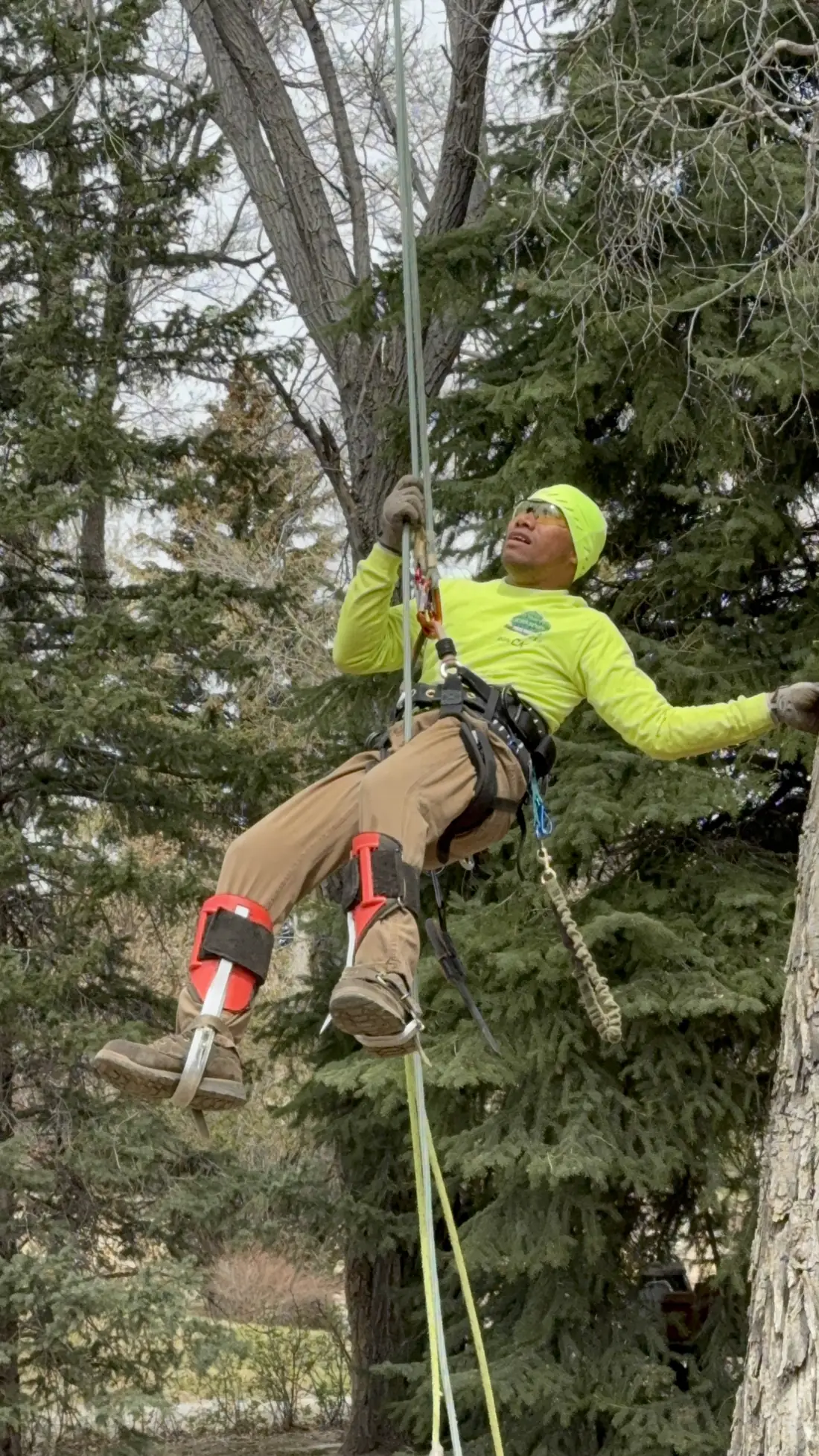 Tree removal in Salt Lake City — Zack roped high into a large tree at work for The Unlimited Favor